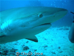 Grey Reef Shark, St. Marten 1/08. Taken with Olympus FE 280. by Chuck Ince 